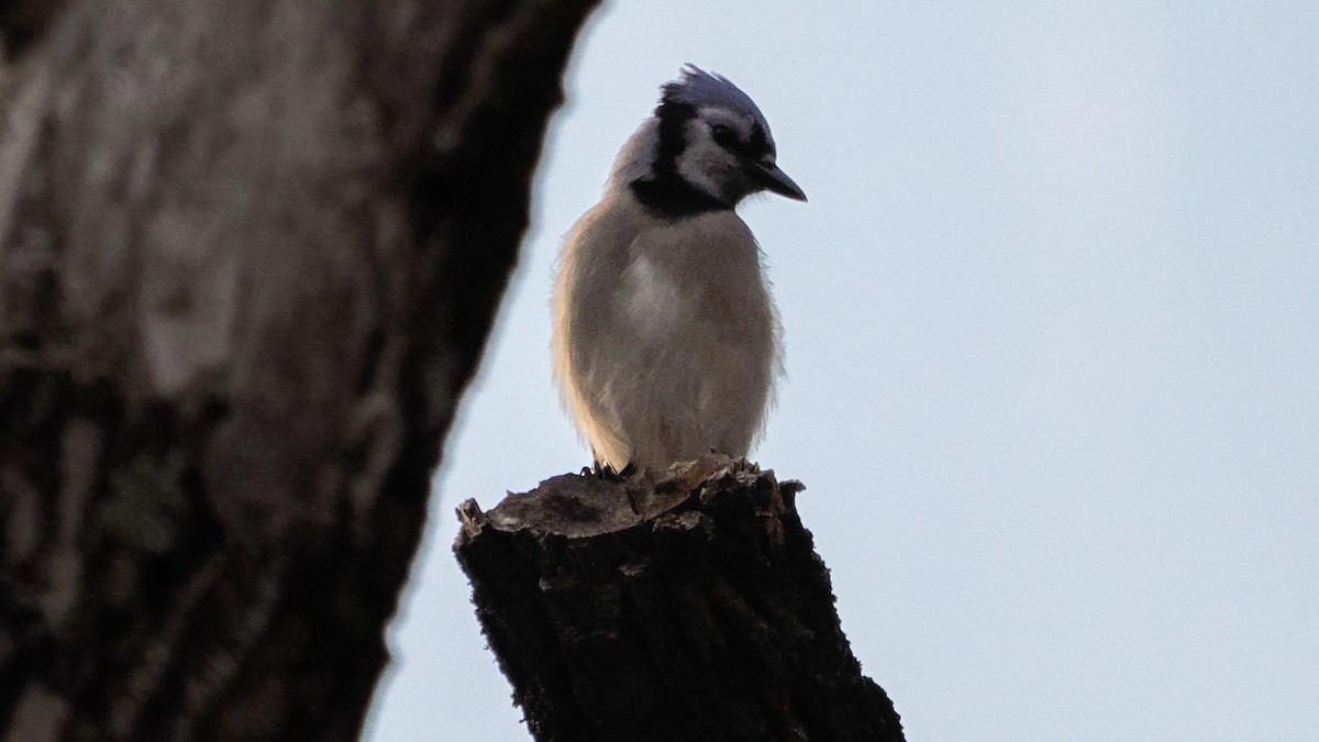 Blue Jay - ML644613195