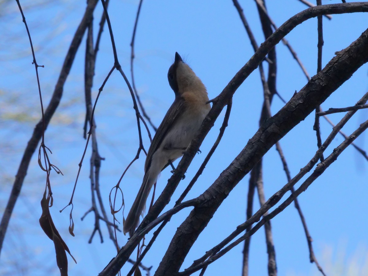 Leaden Flycatcher - ML644613199