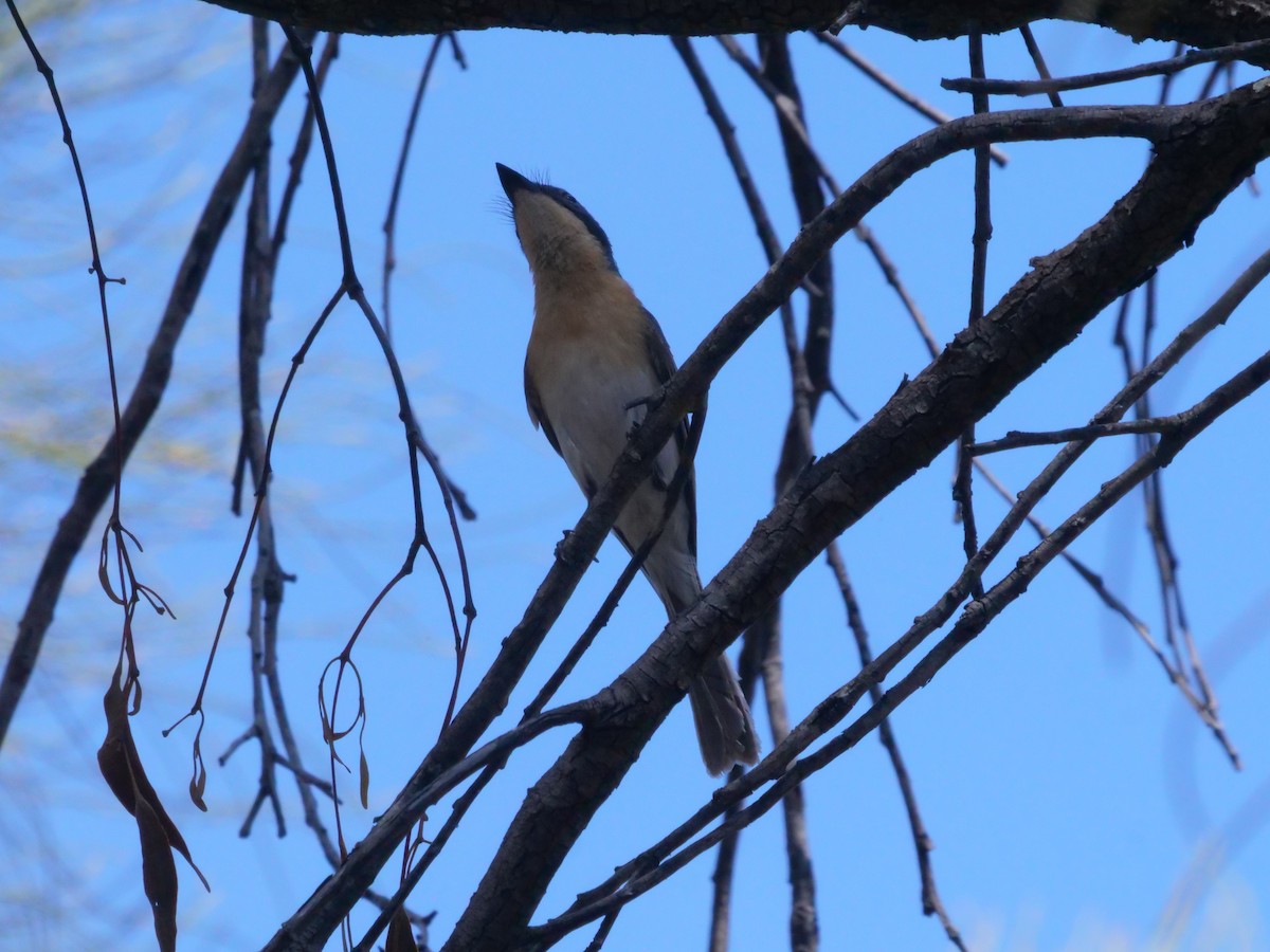 Leaden Flycatcher - ML644613201