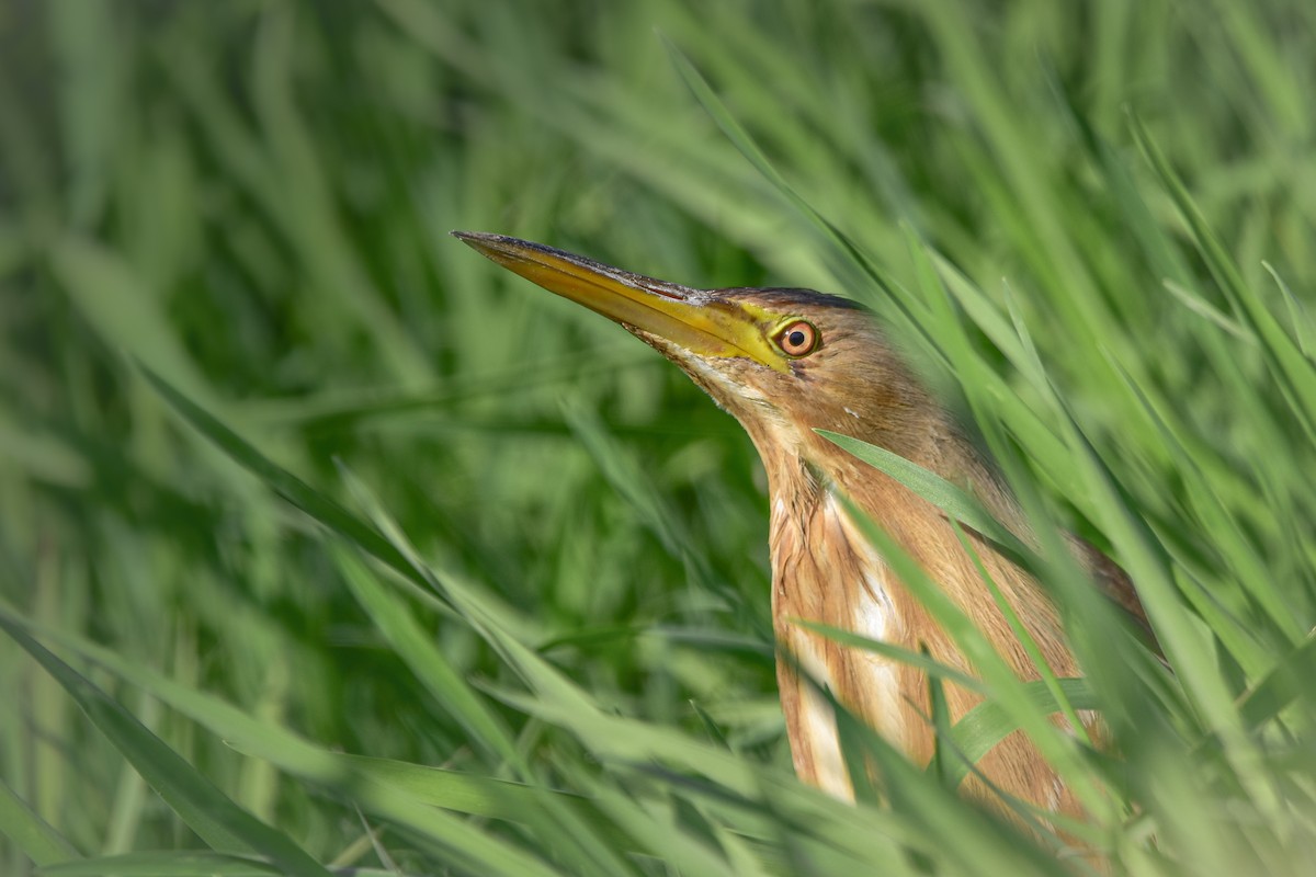 bukáček malý - ML644613203