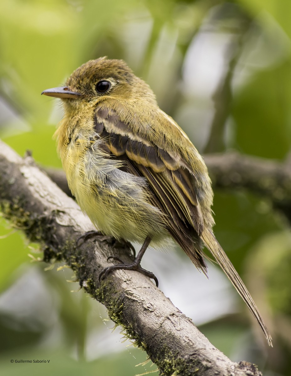 Yellowish Flycatcher - Guillermo  Saborío Vega