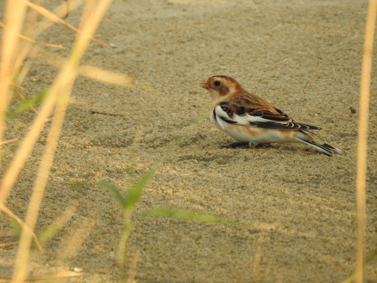 Snow Bunting - ML644613210