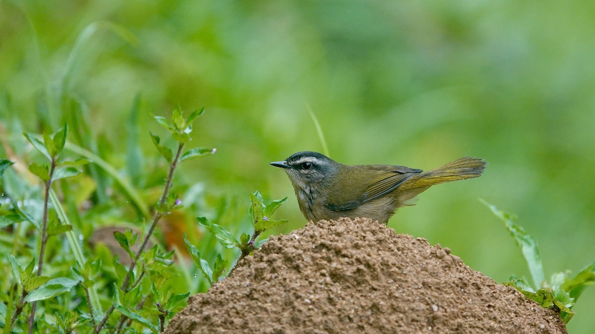 Reinita Ribereña - ML644613216