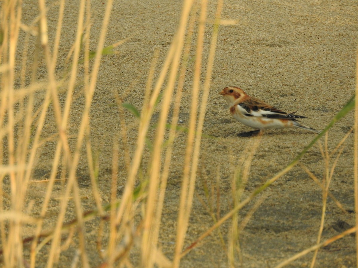 Snow Bunting - ML644613226