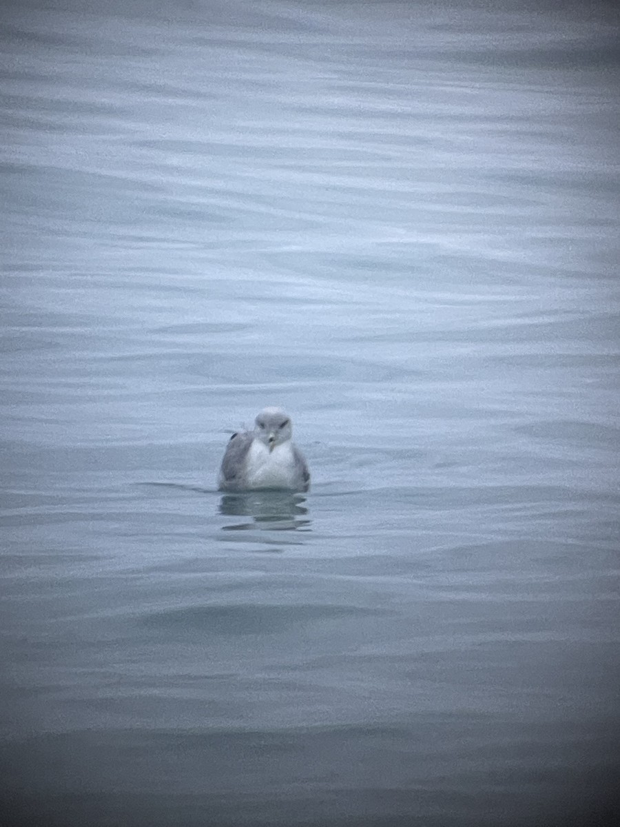 סערון שחפי - ML644613230