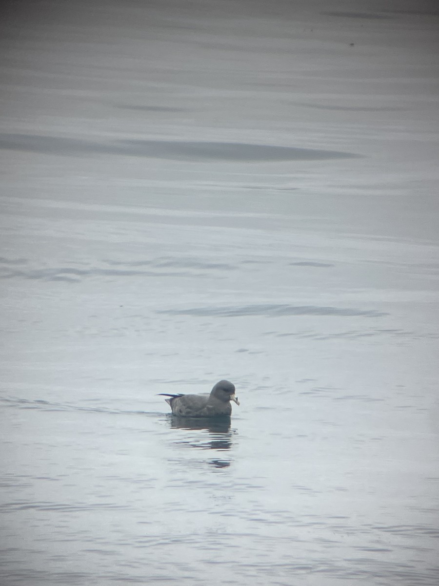 סערון שחפי - ML644613231