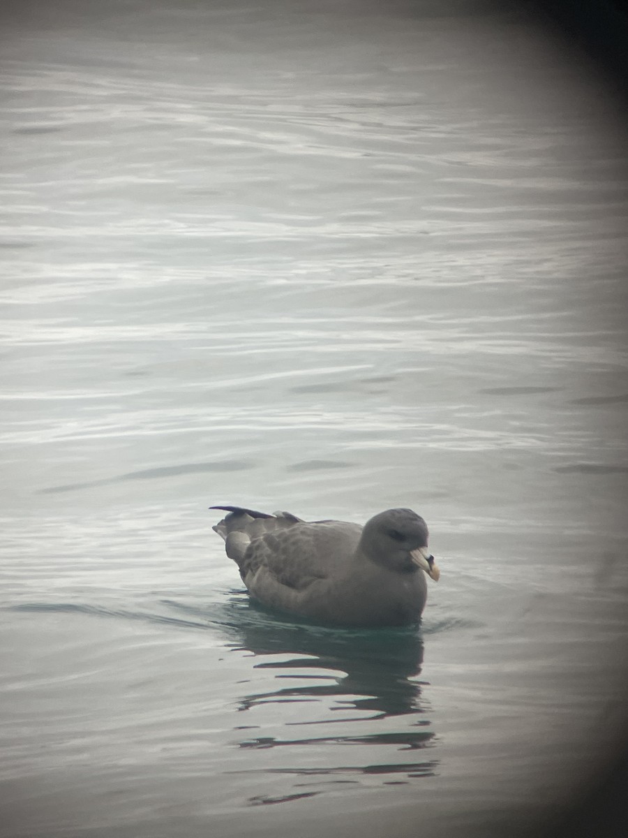 סערון שחפי - ML644613232