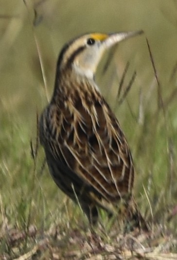 Eastern Meadowlark - ML644613239