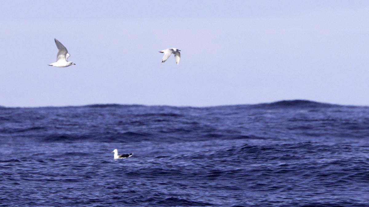Mediterranean Gull - ML644613241