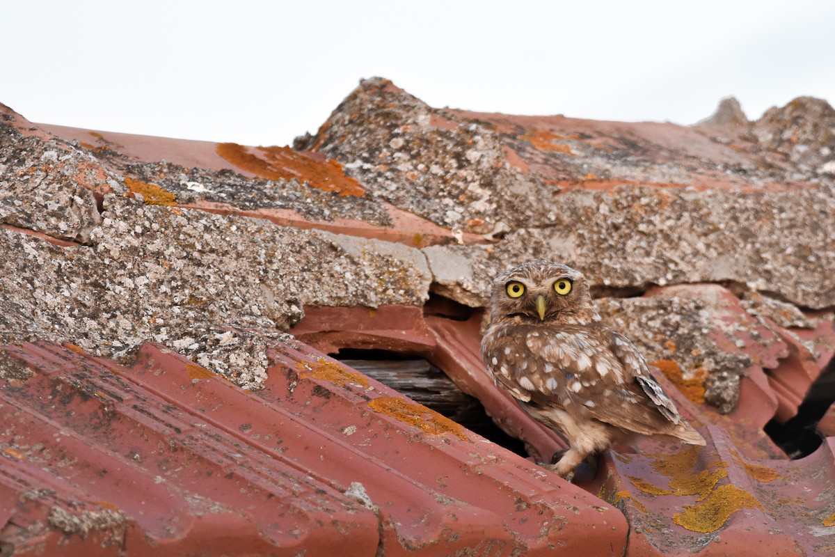 Хотны бүгээхэй - ML644613242