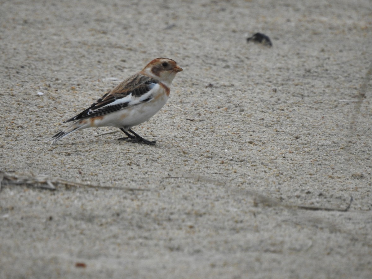 Snow Bunting - ML644613243