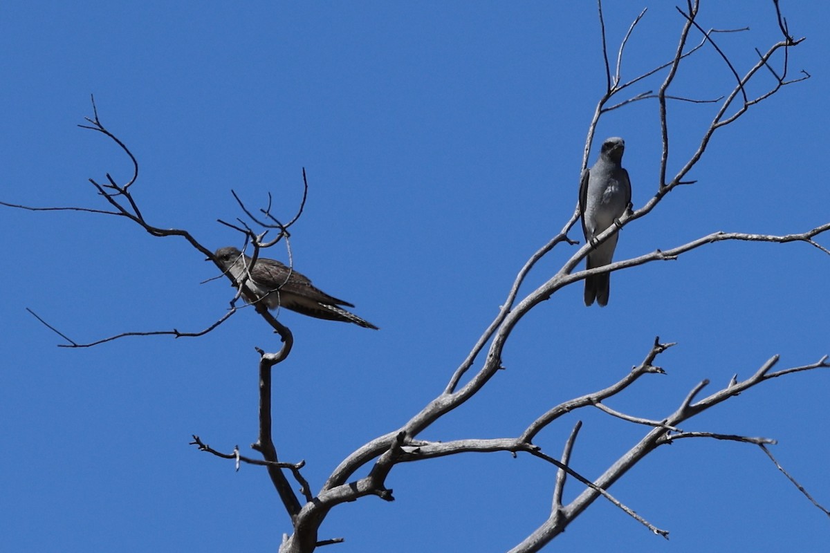 Бледная кукушка - ML644613249