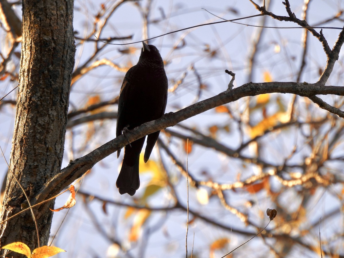 Red-winged Blackbird - ML644613254