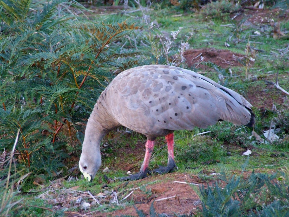 Cape Barren Goose - ML644613257