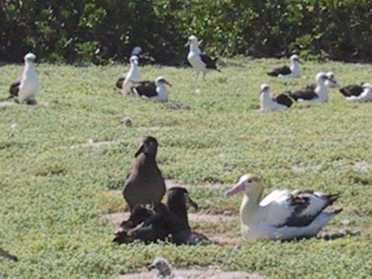 Albatros à queue courte - ML644613263
