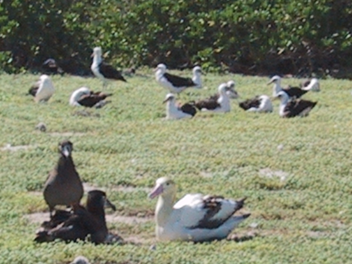 Albatros à queue courte - ML644613264