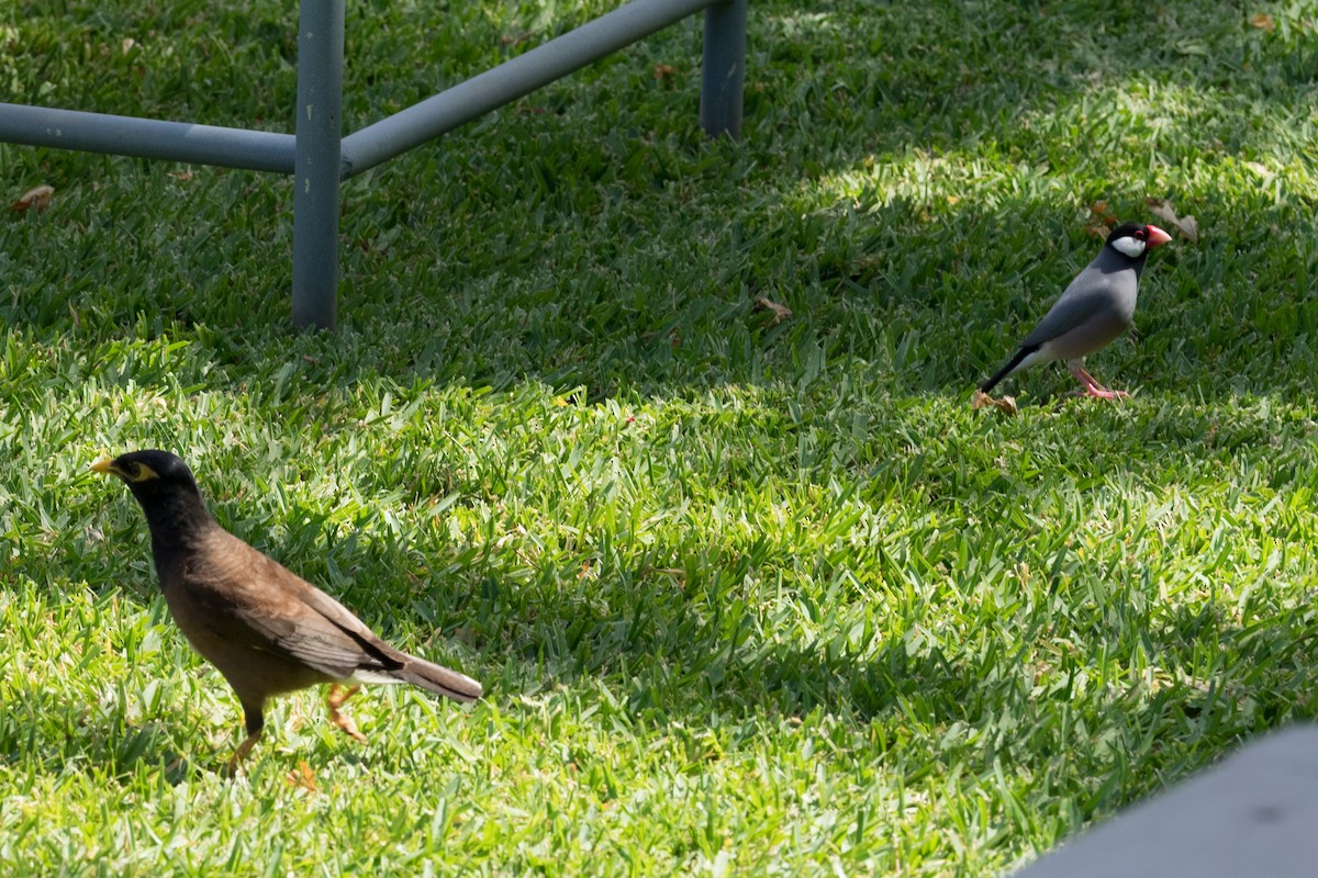 Hartxori tristea - ML644613266