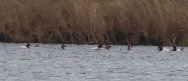 Porrón Coacoxtle - ML644613272