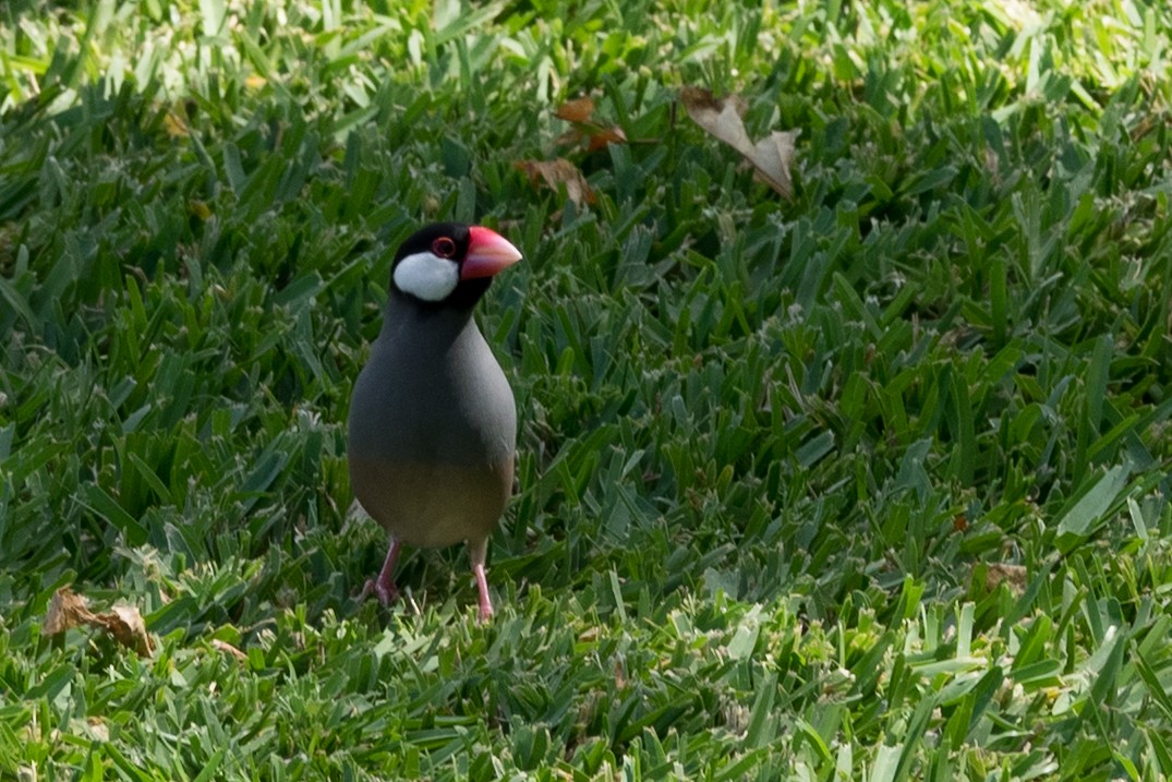 Java Sparrow - ML644613274