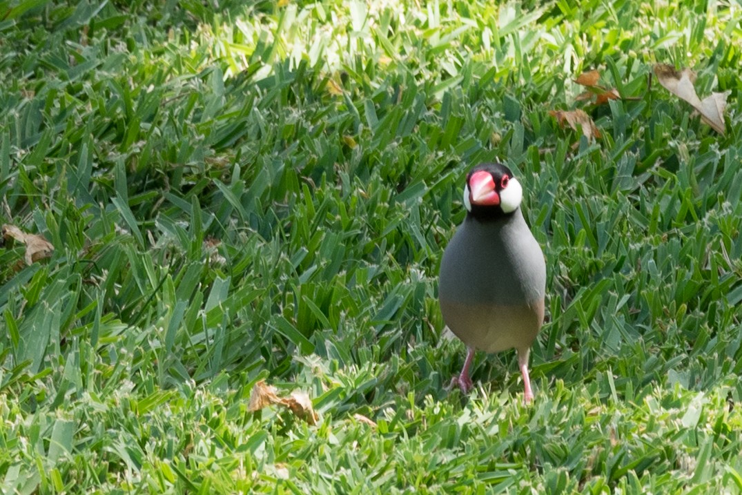Java Sparrow - ML644613275