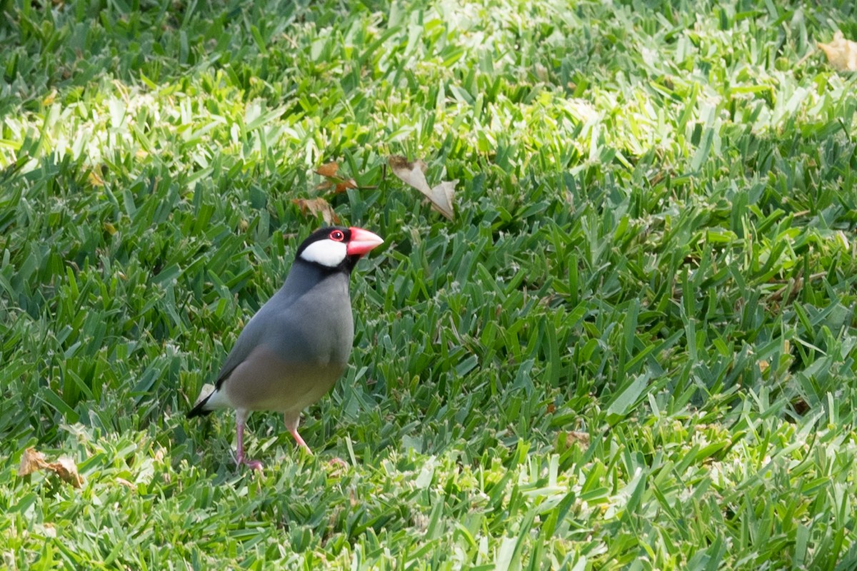 Java Sparrow - ML644613276