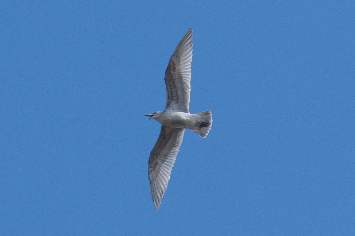 שחף בלתי-מזוהה - ML644613277