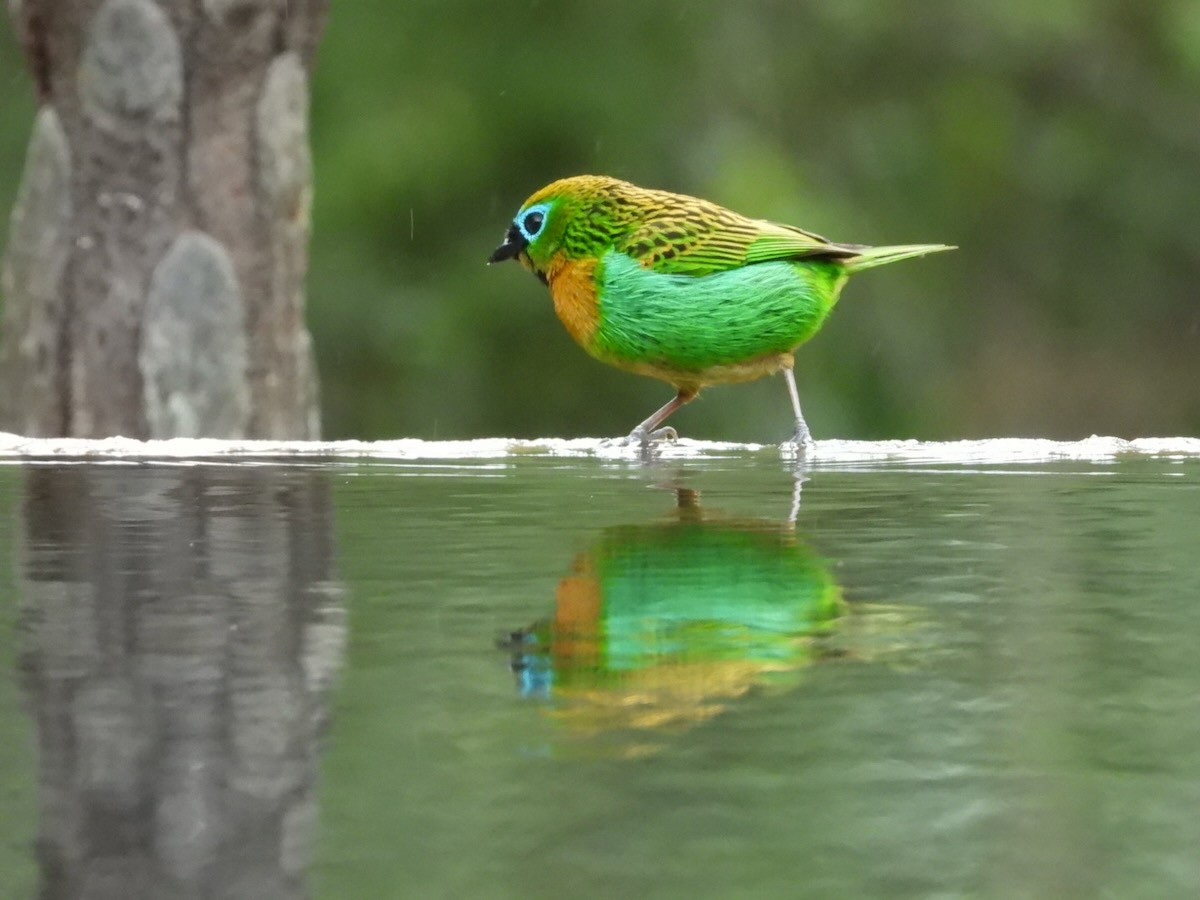 Brassy-breasted Tanager - ML644613279