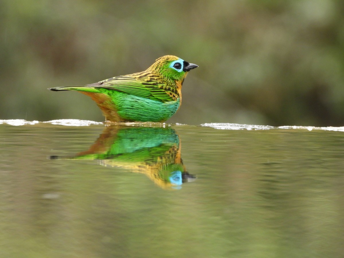 Brassy-breasted Tanager - ML644613280