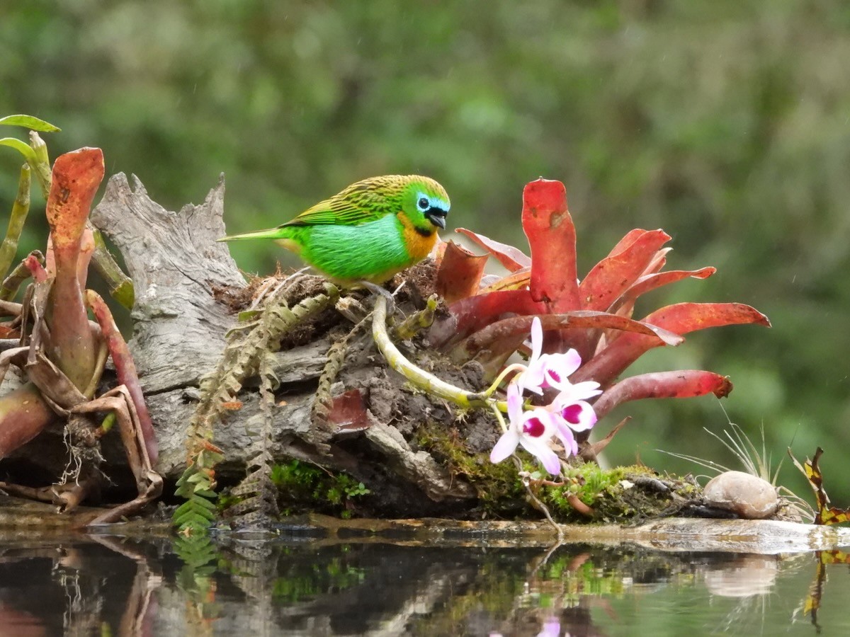 Brassy-breasted Tanager - ML644613281