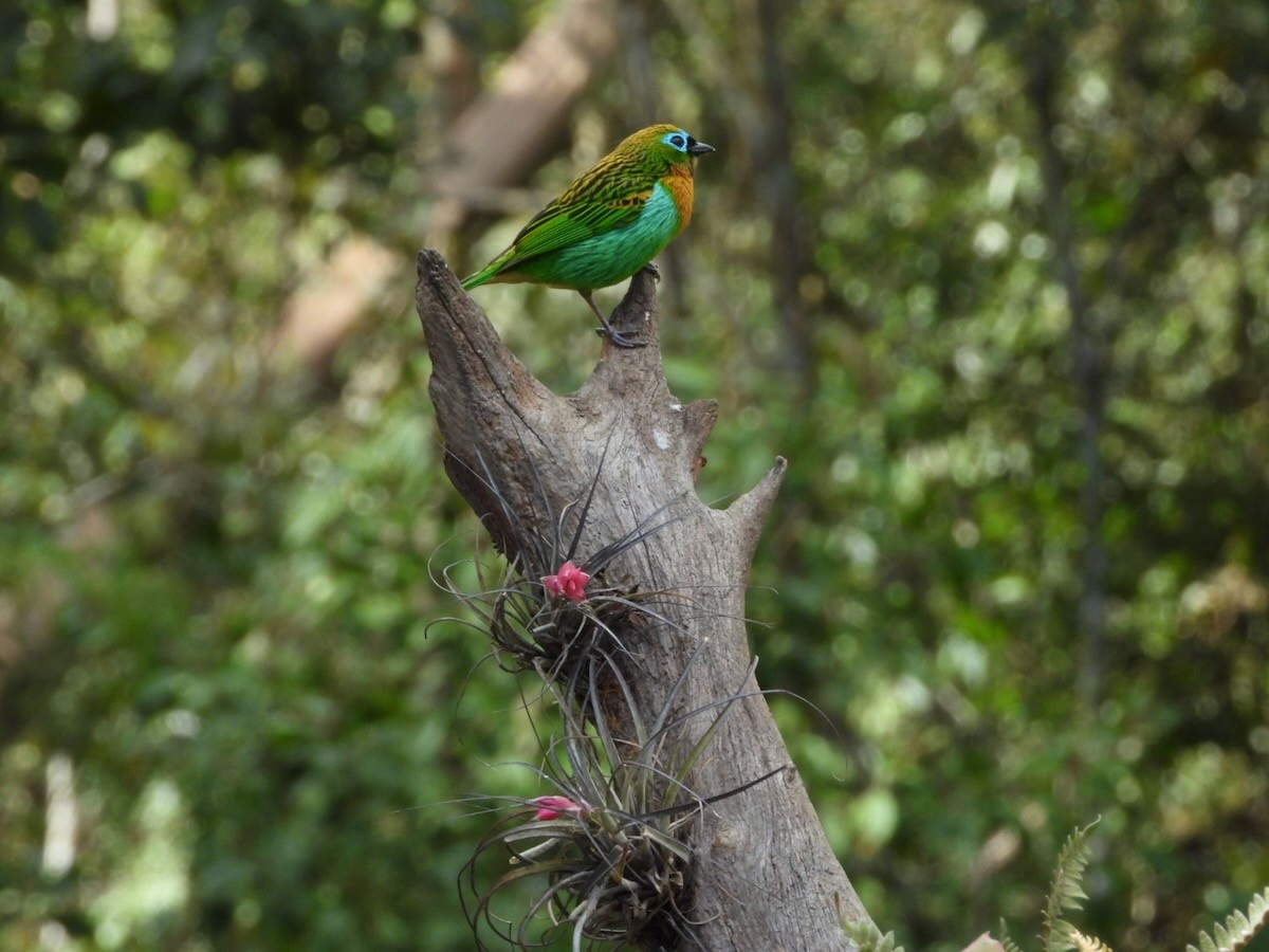 Brassy-breasted Tanager - ML644613282