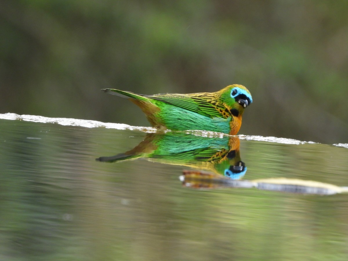Brassy-breasted Tanager - ML644613283