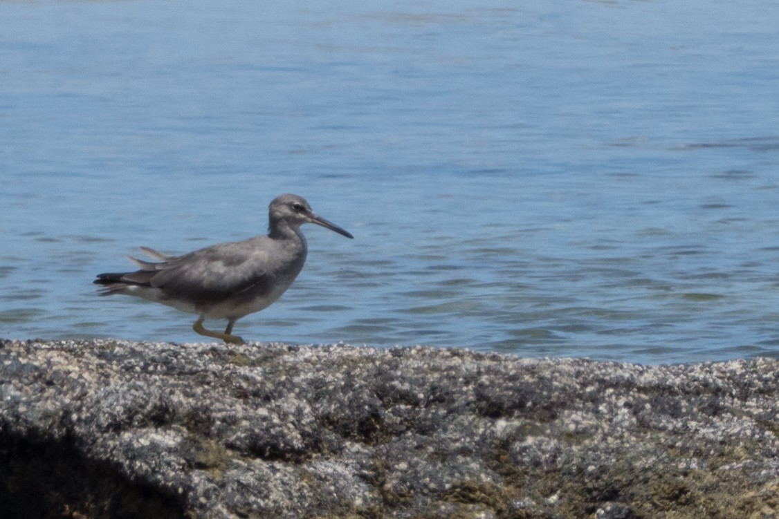 Kuliska alderraia - ML644613284