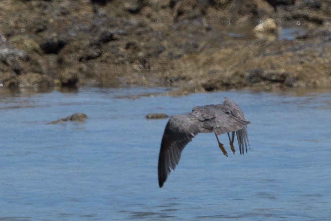 Kuliska alderraia - ML644613290