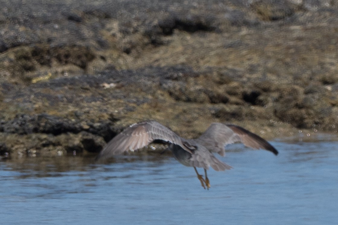 Kuliska alderraia - ML644613291