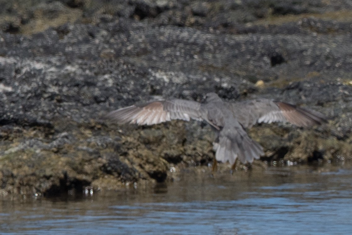 Kuliska alderraia - ML644613292