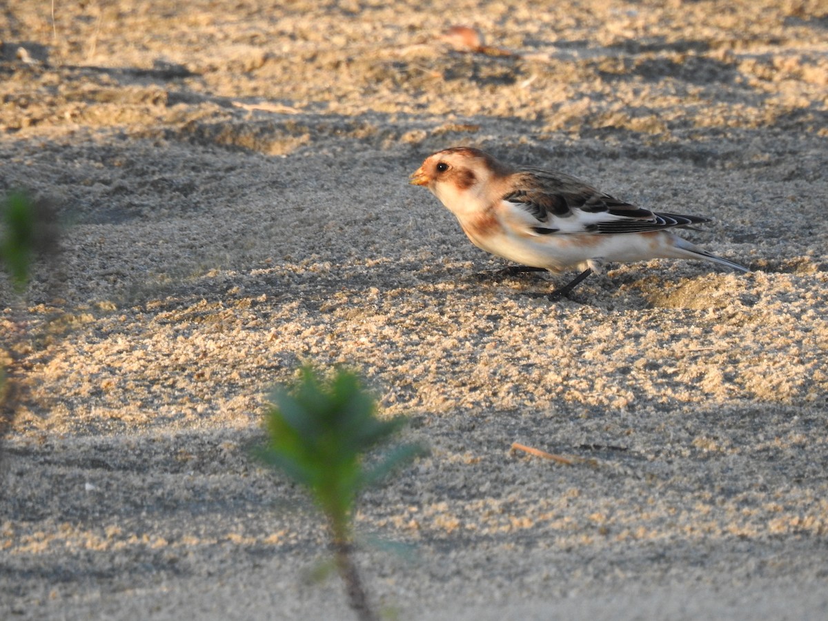 Snow Bunting - ML644613296