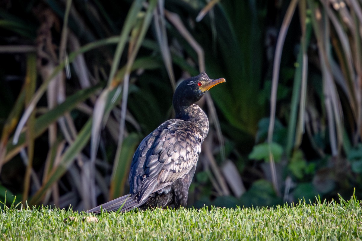 Reed Cormorant - ML644613297