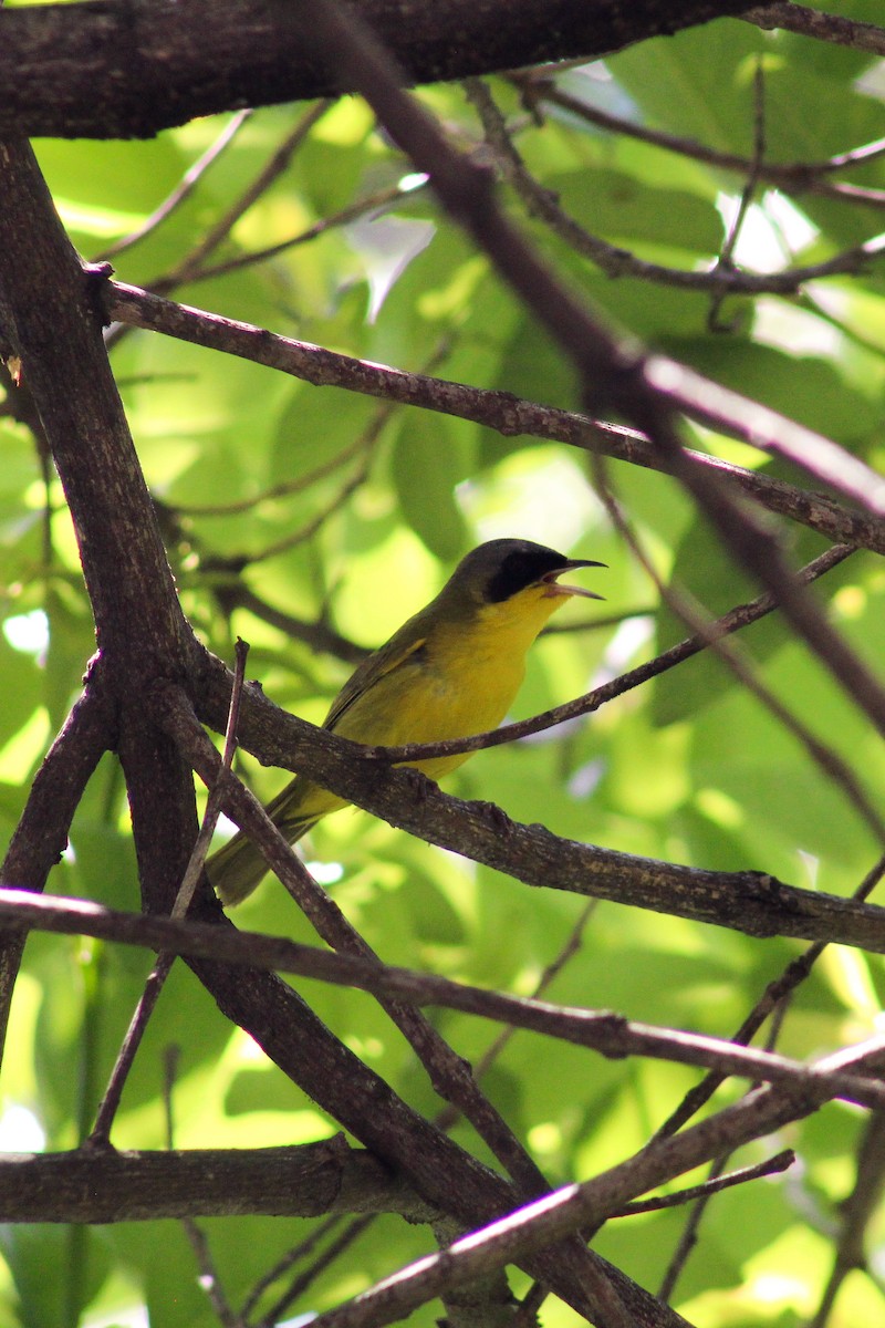 Paruline voilée - ML644613331