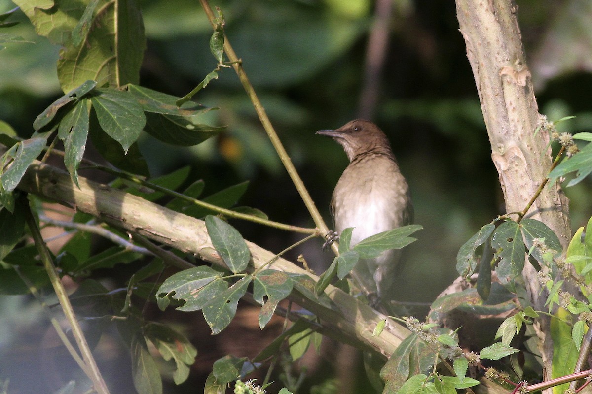 Zorzal Piquinegro - ML644613353