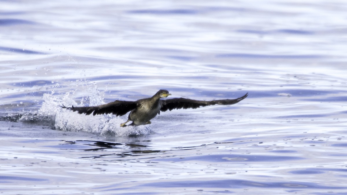 ヨーロッパヒメウ - ML644613381