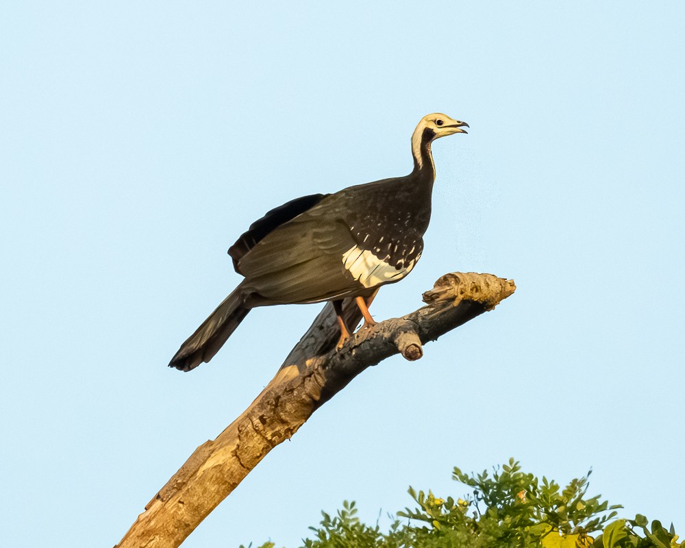 White-throated Piping-Guan - ML644613400