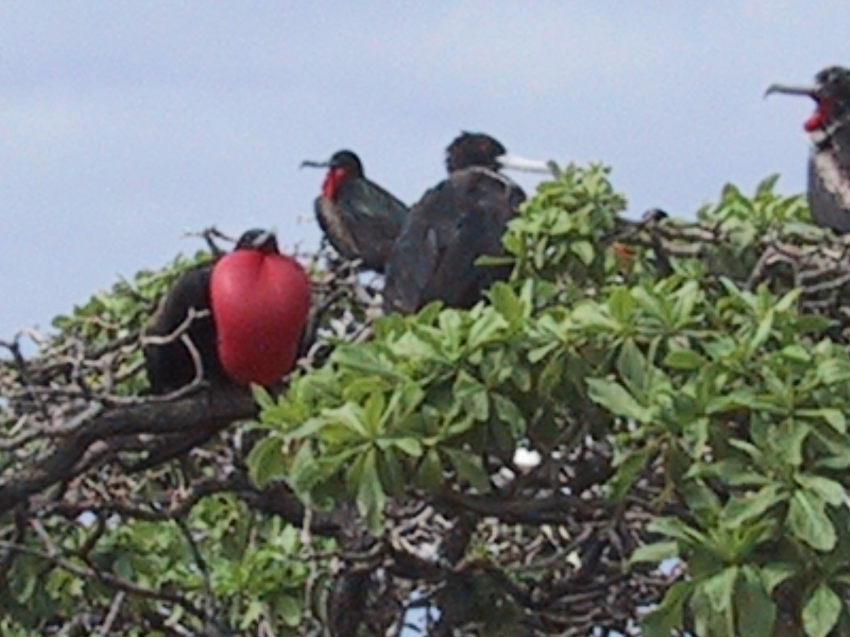 Great Frigatebird - ML644613407