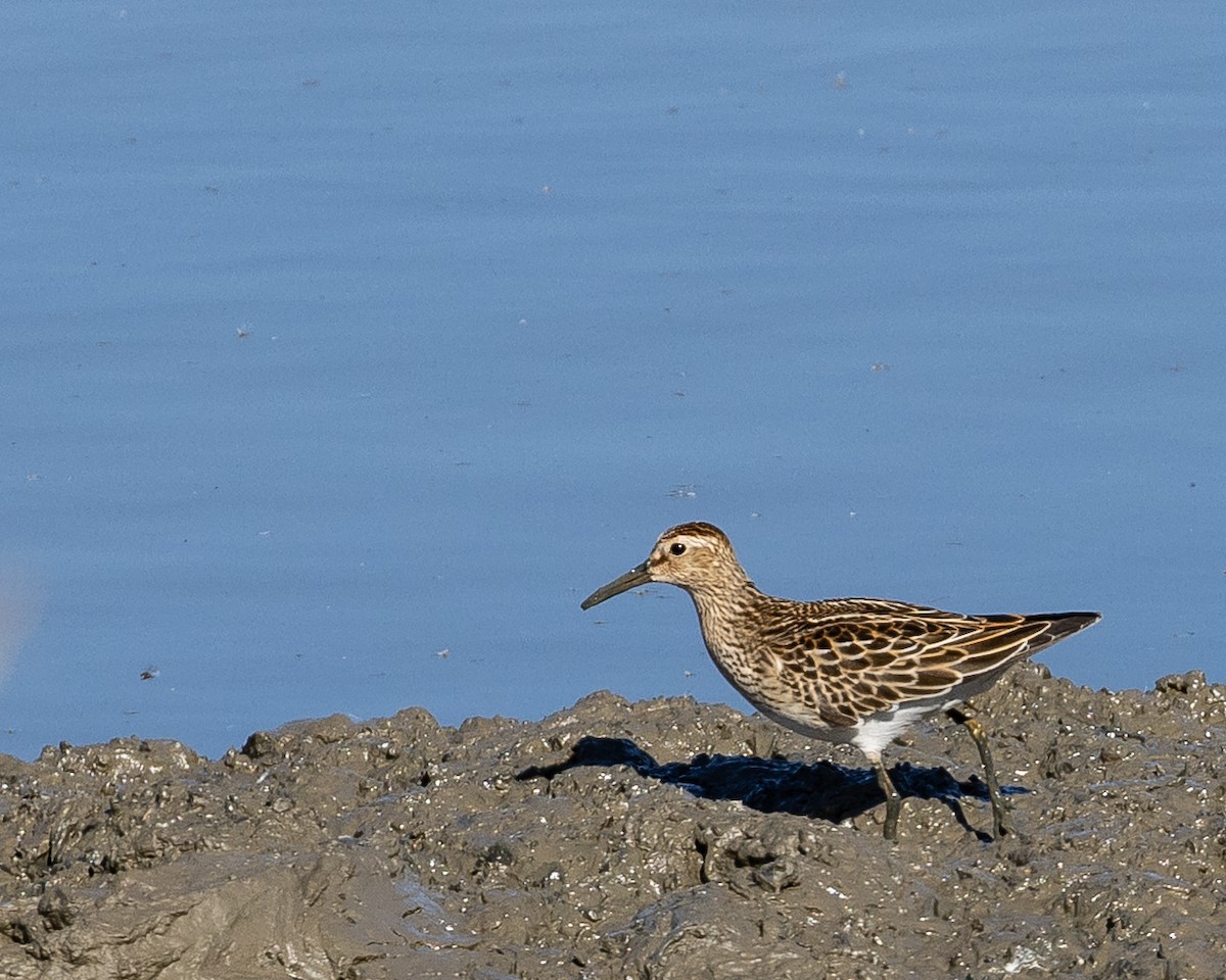 Pectoral Sandpiper - ML644613409