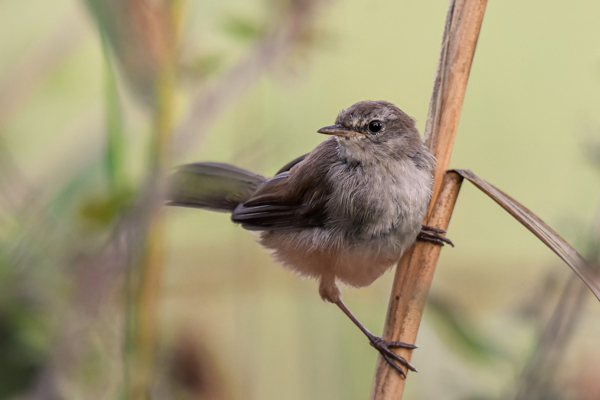 Cetti's Warbler - ML644613421