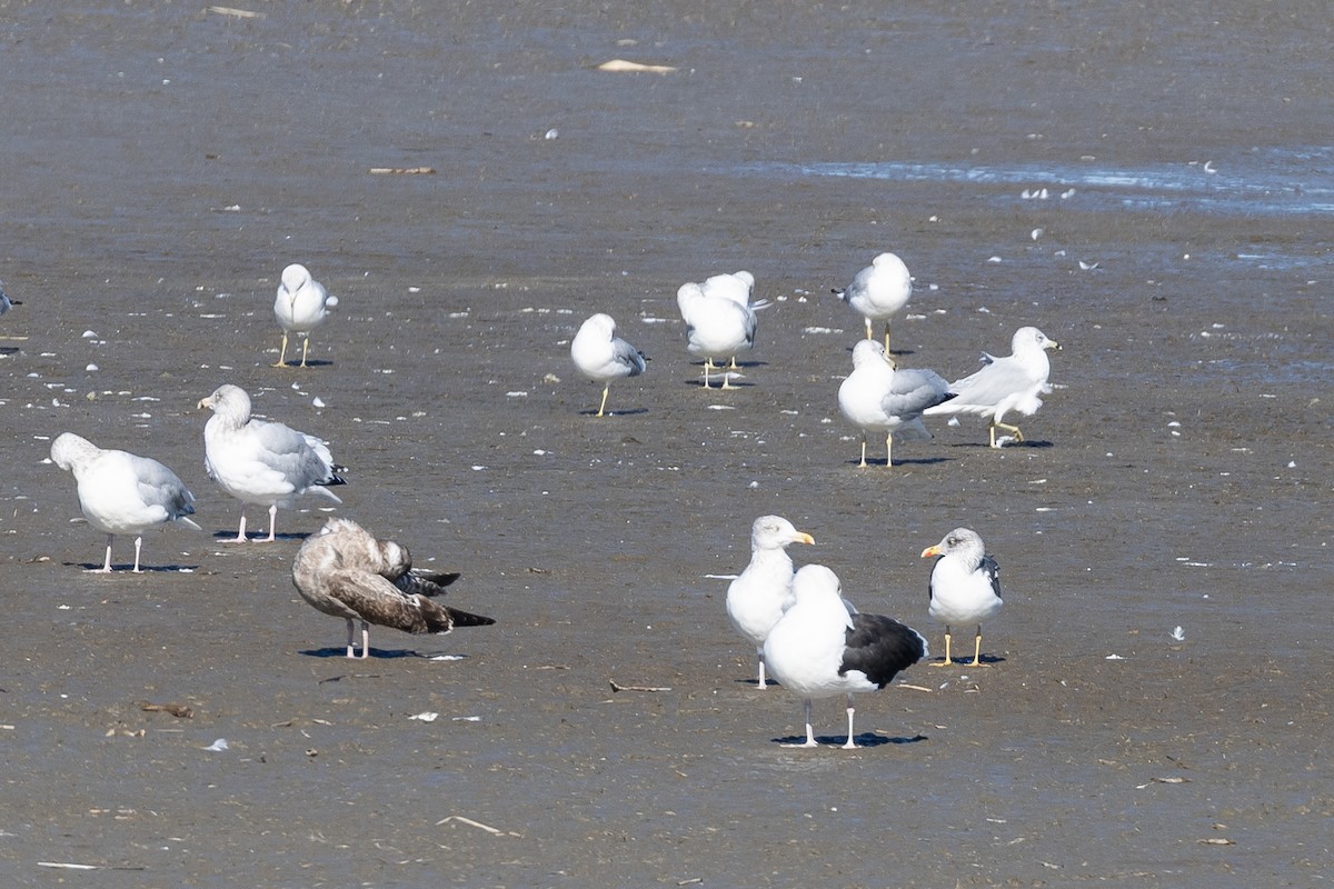 Heringsmöwe - ML644613422