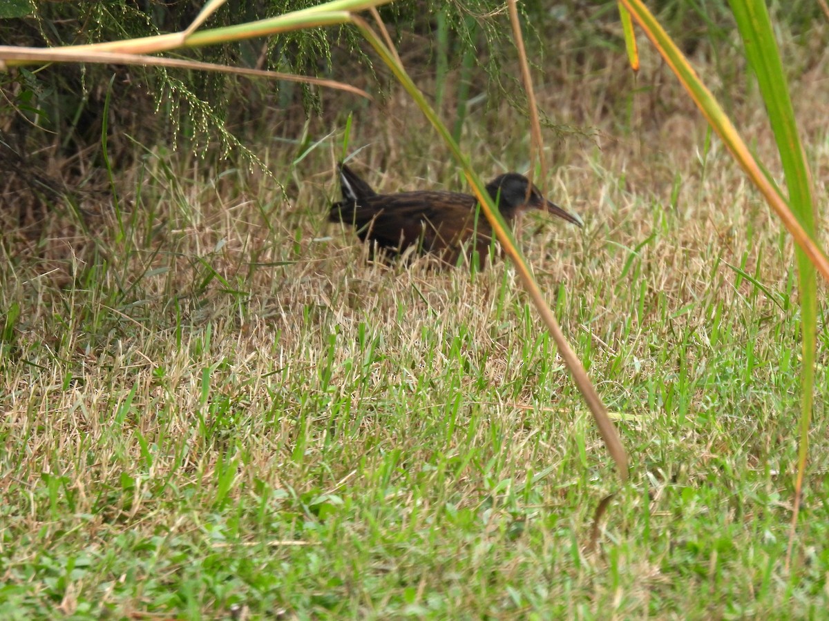 Virginia Rail - ML644613430