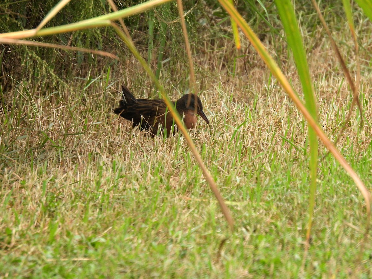 Virginia Rail - ML644613431