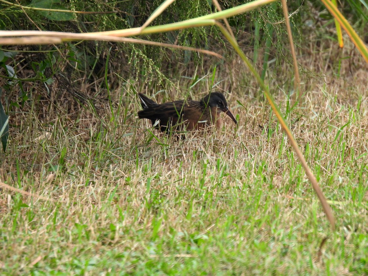 Virginia Rail - ML644613432