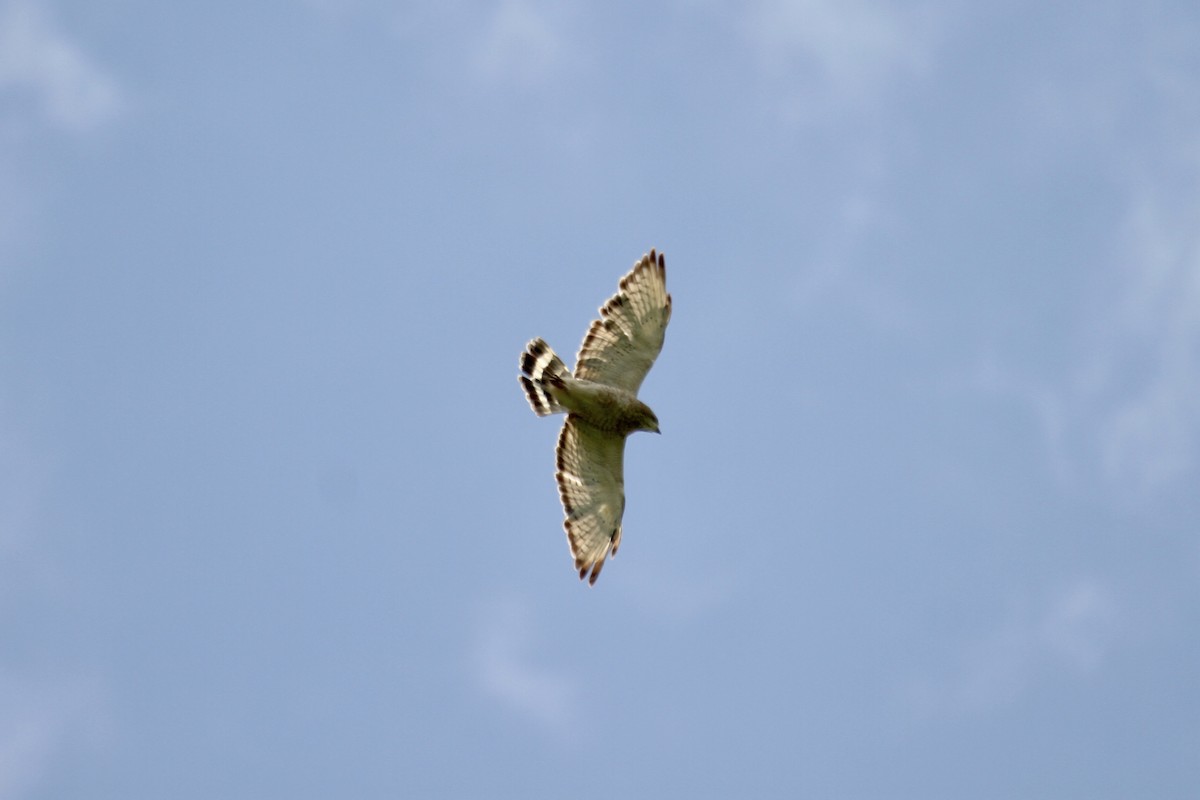 Broad-winged Hawk - ML644613434