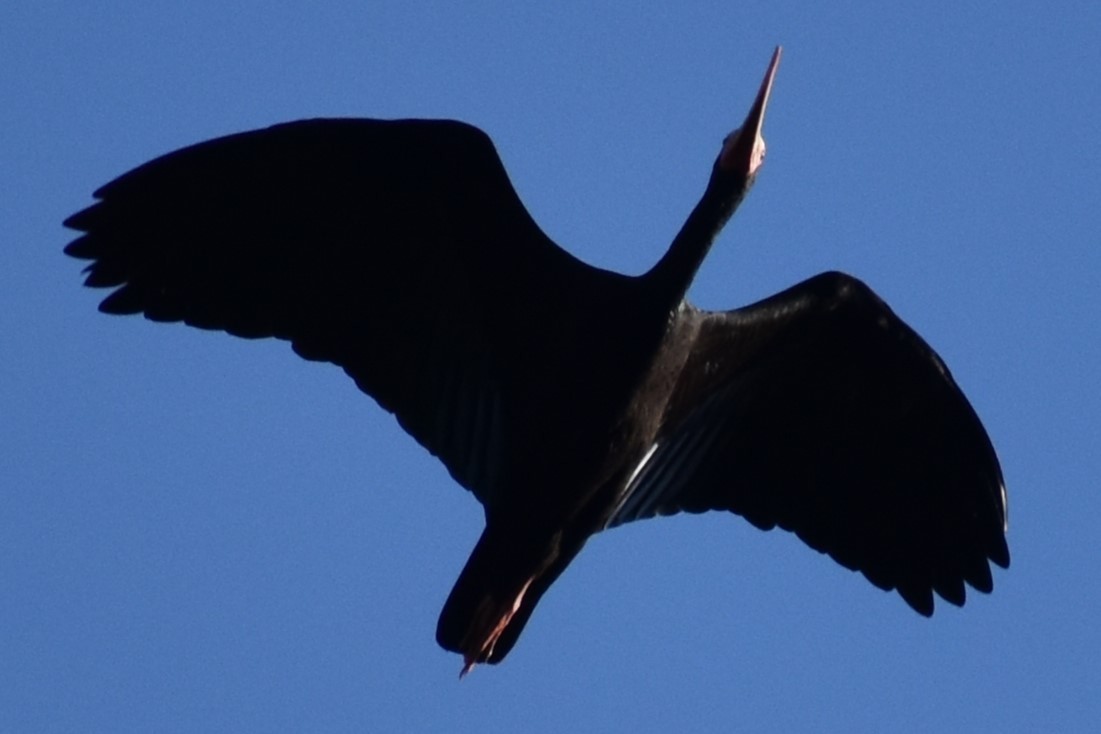 Nacktzügelibis - ML644613436